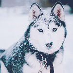 1441981656_77219305_1313636899_tumblr_lnixdiztoQ1qh3rjlo1_500 (150x150, 48Kb)