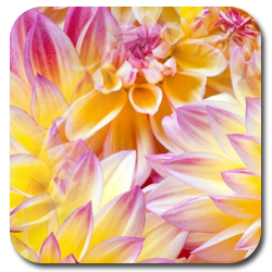 _ (250x250, 125Kb)