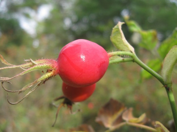 a5 024 (700x525, 50Kb)