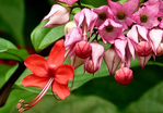  Clerodendrum3 (488x340, 193Kb)