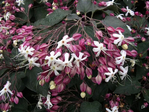  90687207_Clerodendrumtrichotomum130304039 (700x525, 348Kb)