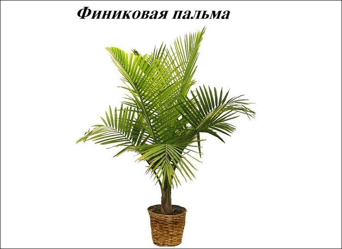 palm_tree (700x510, 145Kb)