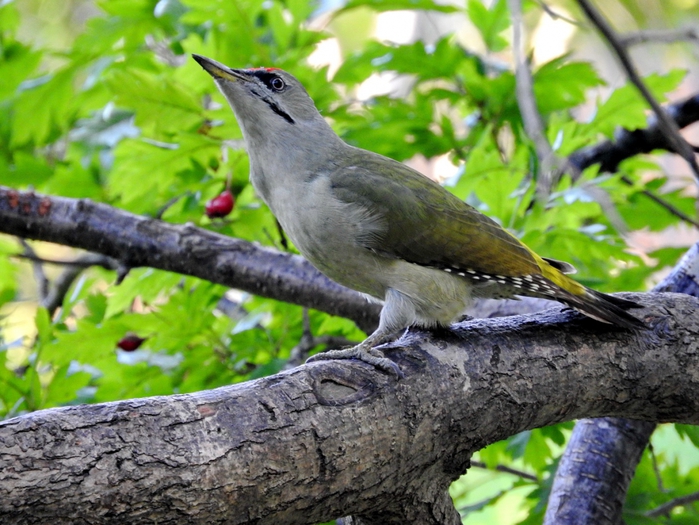 5559494_DSCN4372 (700x525, 312Kb)