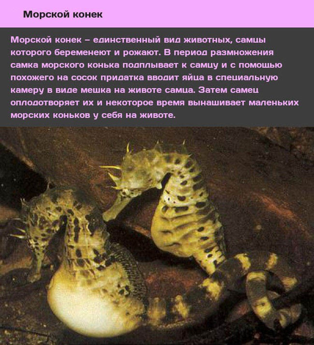 Животные и насекомые со странным сексуальным поведением-7 (636x700, 471Kb)
