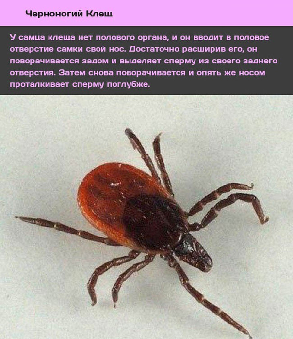 Животные и насекомые со странным сексуальным поведением-9 (604x700, 377Kb)