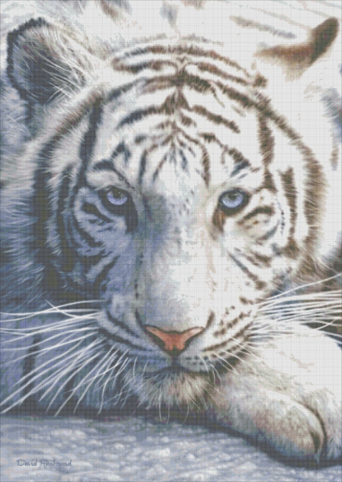 White Tiger (496x700, 386Kb)