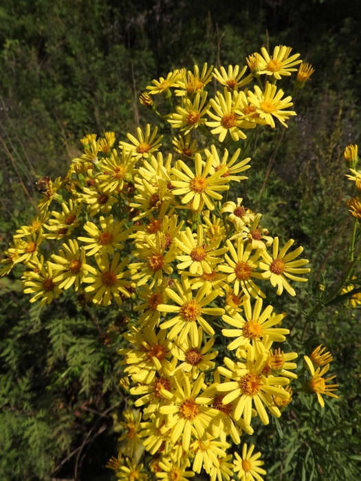 5559494_DSCN4179 (525x700, 337Kb)