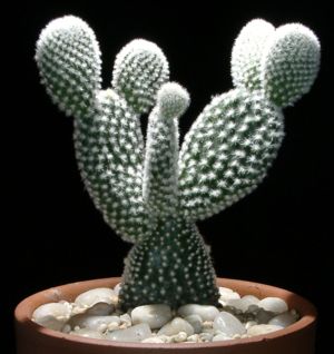 3937385_Opuntia (300x318, 26Kb)