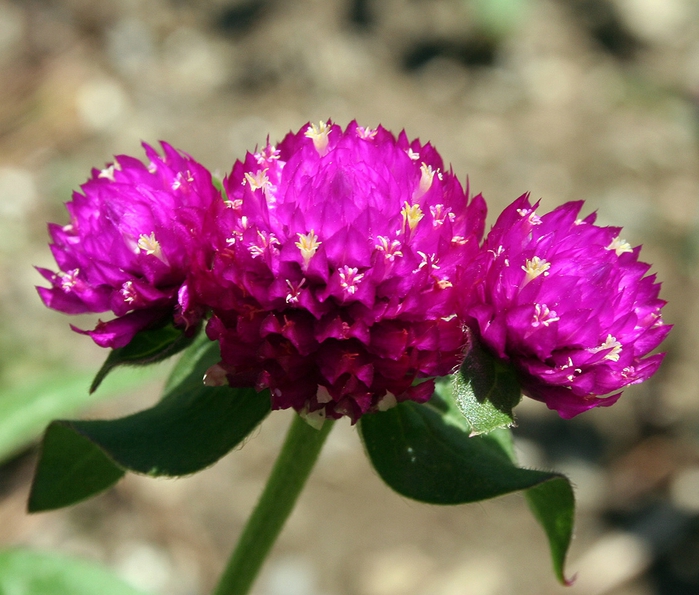 125319_ce0605efGomphrena globosa (700x595, 301Kb)