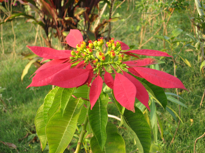 322329787_4ed664fdf0_bPoinsettia (700x525, 271Kb)