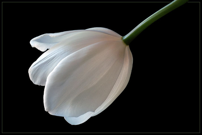 3166706_ONE_WHITE_TULIP_by_THOM_B_FOTO (700x469, 40Kb)