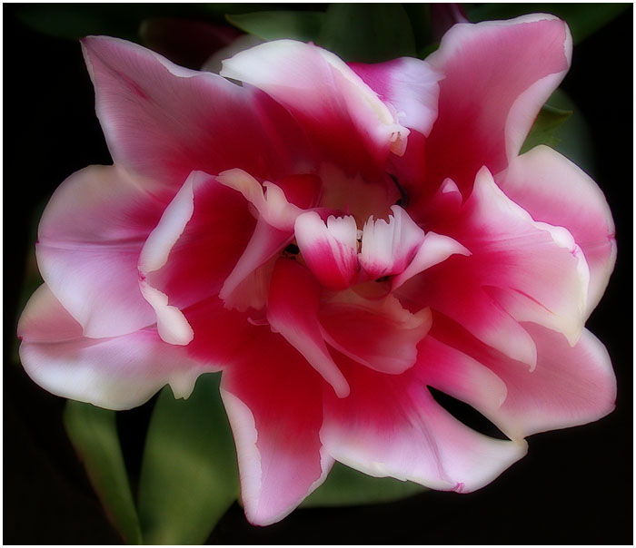 3166706_DOUBLE_TULIP_by_THOM_B_FOTO (700x604, 85Kb)