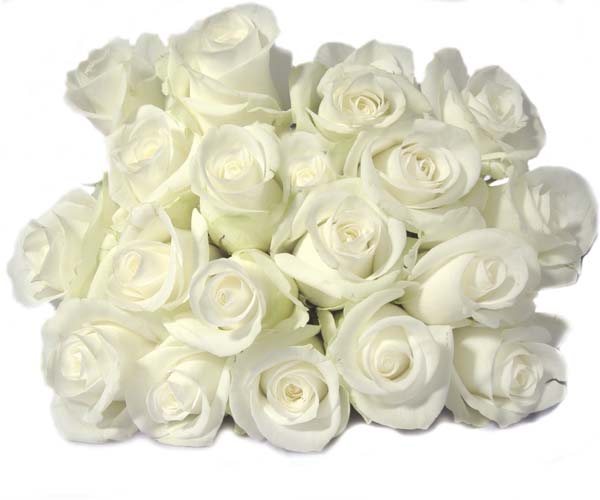 white rose 2 (600x500, 39Kb)