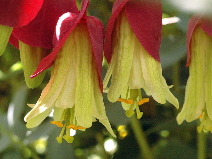 Passiflora membranacea  (700x525, 137Kb)