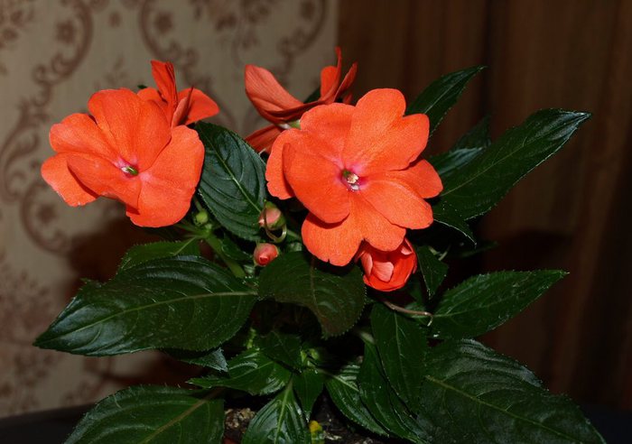 Домашний цветок огонек фото