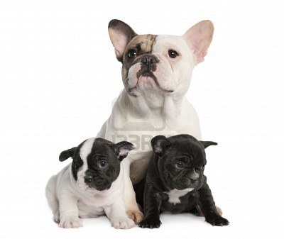 4712775-mother-french-bulldog-and-her-puppies-1-year-old-and-8-weeks-old-in-front-of-a-white-background (400x337, 18Kb)