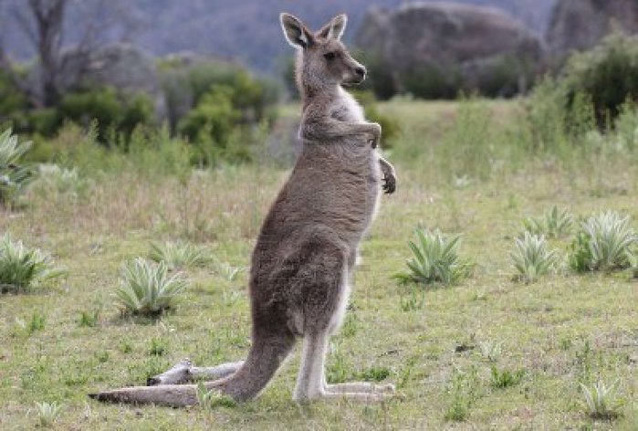 3858285-australian-grey-kangaroo-in-the-tidbinbilla-nature-reserve-canberra (700x472, 70Kb)