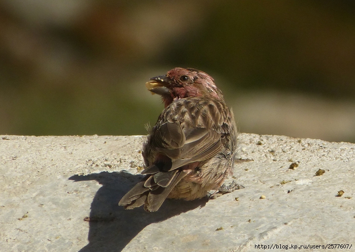 Carpodacus pulcherrimus 1 (700x496, 259Kb)