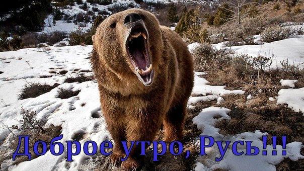 4279149_Dobroe_ytro_Rys_1 (604x340, 96Kb)