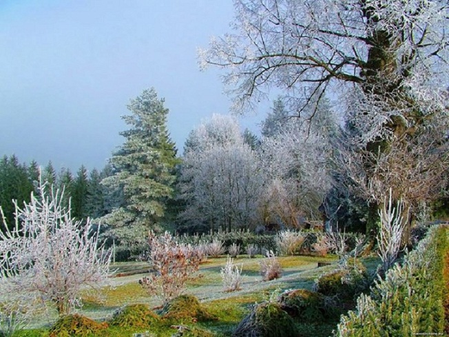4809218_Inei_na_derevyah_ (652x489, 163Kb)