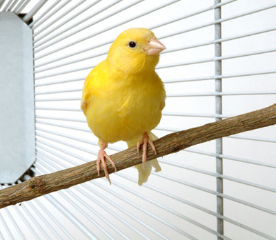 canary (400x348, 31Kb)