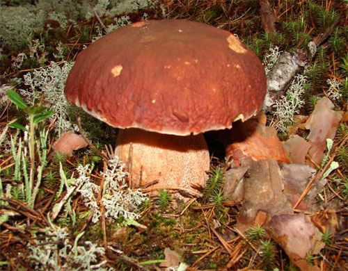 mushroom_01b (500x390, 103Kb)