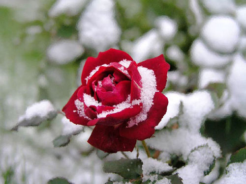 Красивейшие Розы Мира Фото