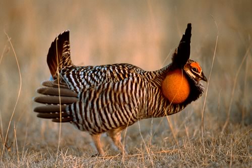 PrairieChicken1_l (500x333, 36Kb)