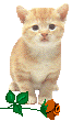 cat (1398) (66x110, 7Kb)