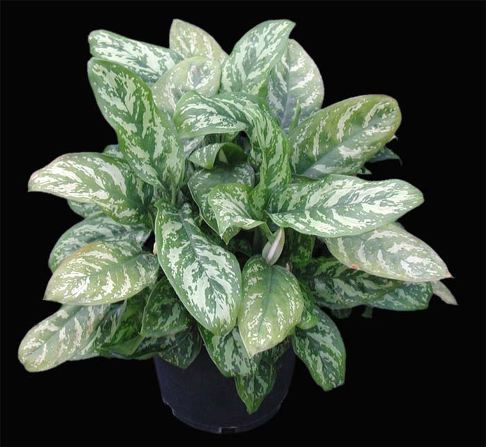 aglaonema1_1 (700x643, 101Kb)