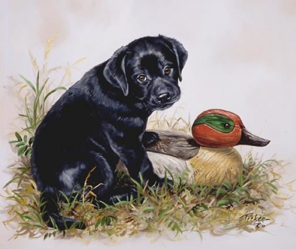 Black Lab Pup with Decoy_jpg (600x504, 60Kb)