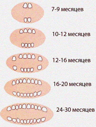 Зубы детей сколько месяцев. Сколько должно быть зубов у ребе. Месяцы прорезывания зубов. Скол зубов у ребёнка в 1. Прорезывание зубов у детей по месяцам.