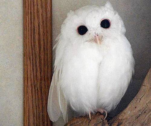 albino_owl_2sfw (500x416, 32Kb)