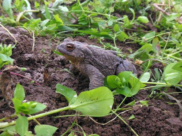 Земляная лягушка на огороде польза или вред фото