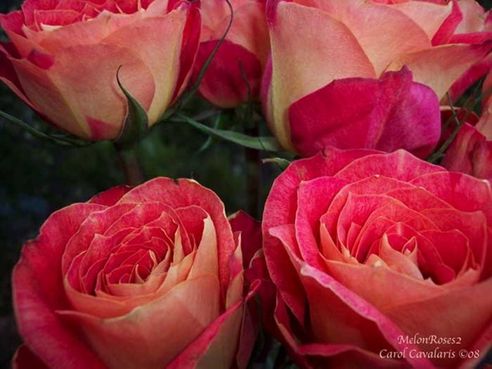 Melon_Roses_Two (700x525, 108Kb)