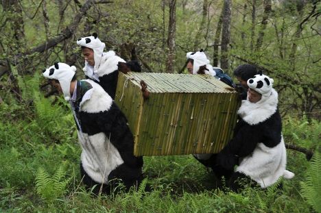 4016659_Panda (468x311, 42Kb)