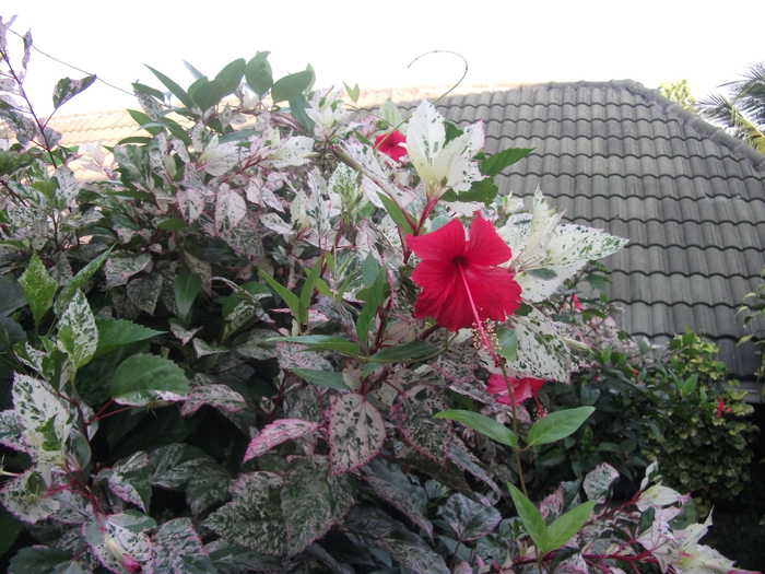 DSCF0470 (700x525, 449Kb)