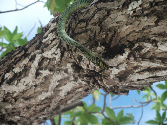 DSCF0801 (700x525, 521Kb)