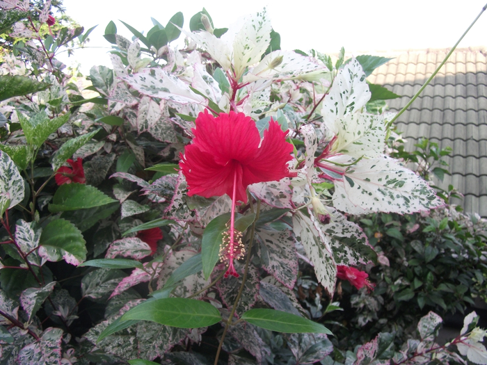 DSCF0906 (700x525, 462Kb)