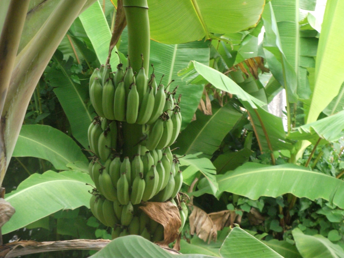 DSCF0937 (700x525, 442Kb)