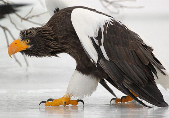 94566346_large_23 (540x376, 44Kb)