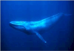 4387736_bluewhale_1_ (252x172, 22Kb)