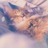 cute4 (100x100, 19Kb)