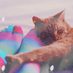 cuteav2 (150x150, 37Kb)