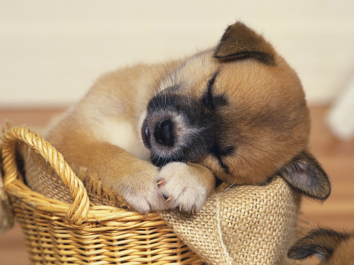 4826692_69c2f339a86c (700x525, 120Kb)