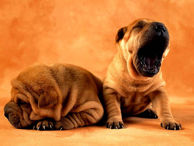 4826692_two20animals_ (670x503, 111Kb)