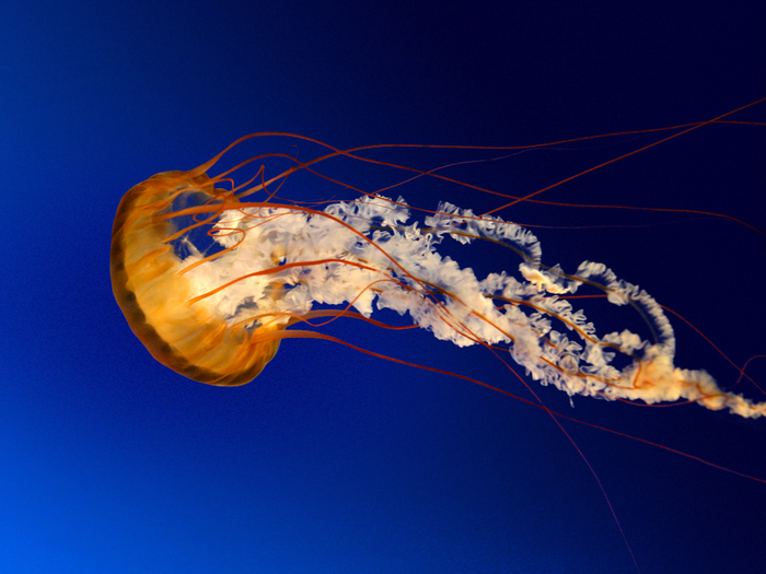 Jellyfish (700x525, 268Kb)