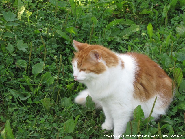 IMG_1135 (640x480, 275Kb)
