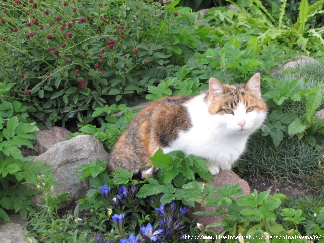 IMG_1332 (640x480, 277Kb)