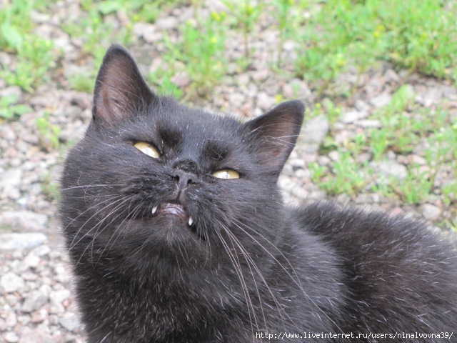 IMG_1117 (640x480, 215Kb)